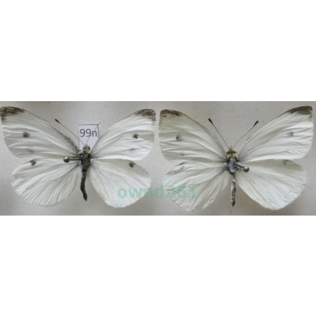 Pieris rapae (Linnaeus, 1758) 2xmale Bielinek rzepnik Poland99n